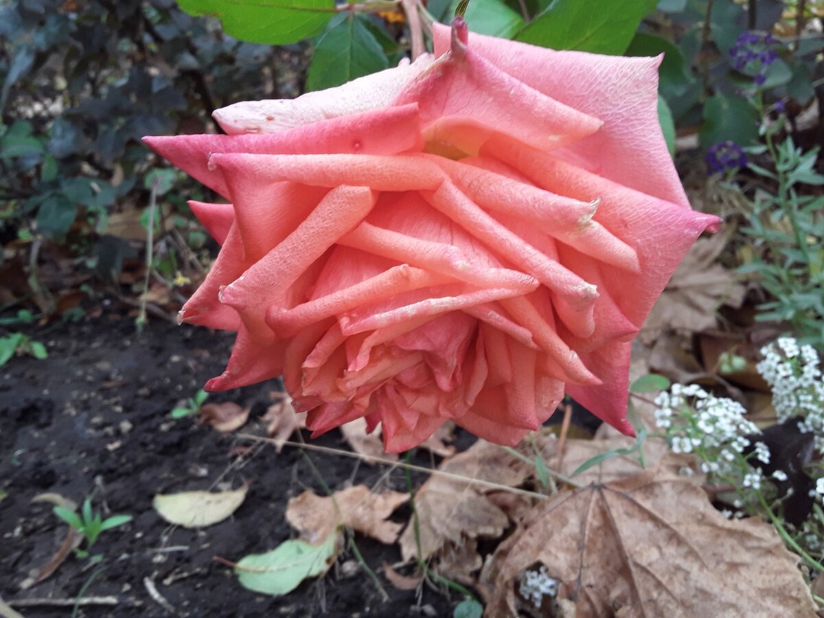 Чайно-гибридная роза, сорт Lollypop