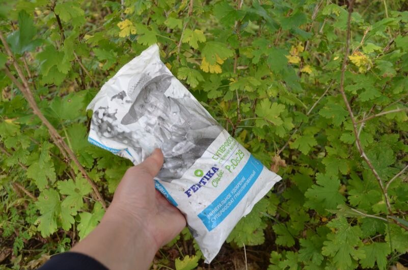 Вношу в октябре суперфосфат под крыжовник.
