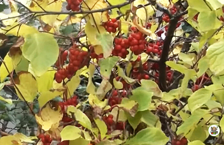 Лимонник осенью