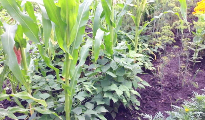 Источник фото: mirrasteniy.com