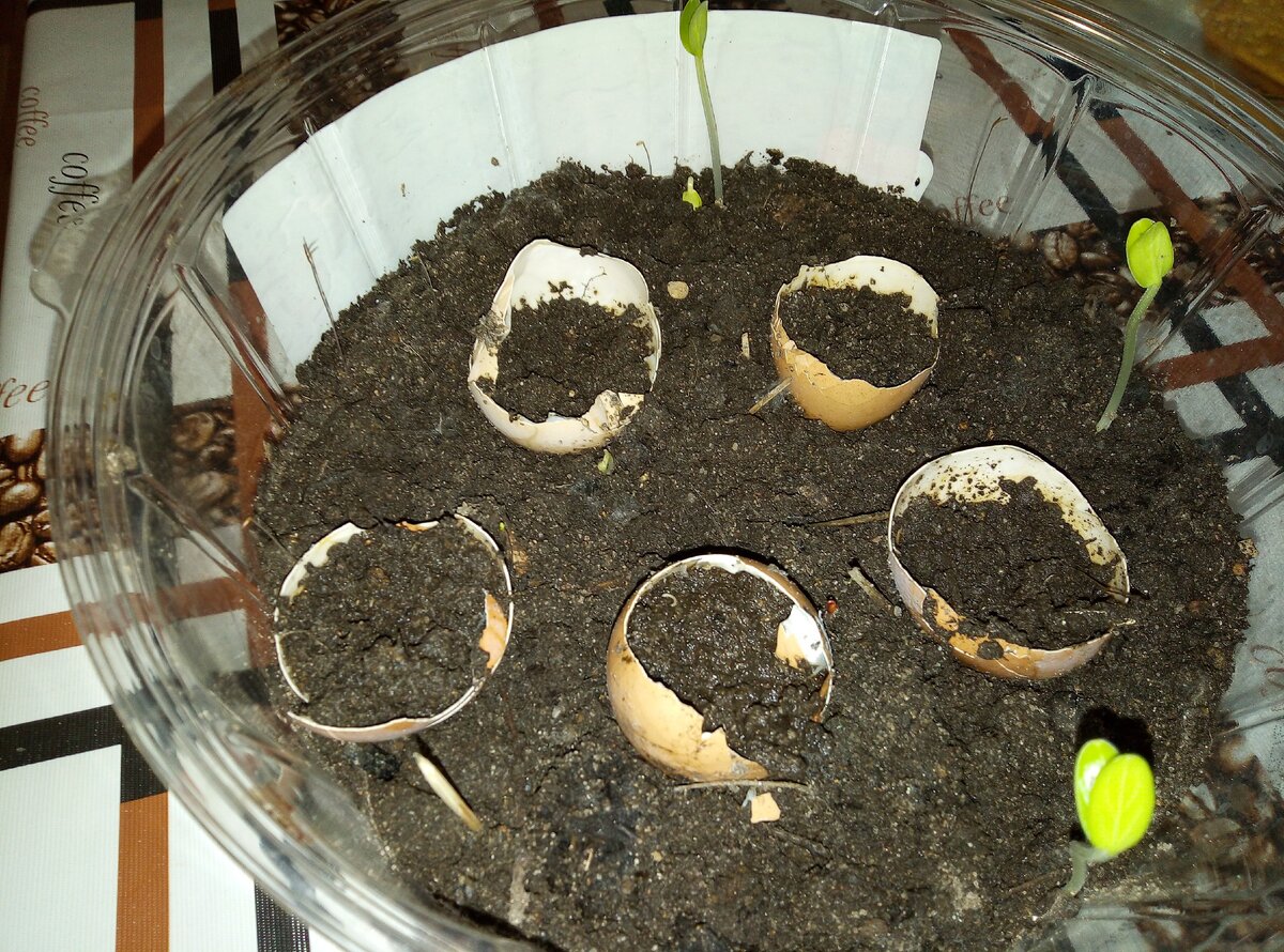 Взошло очень мало семян.