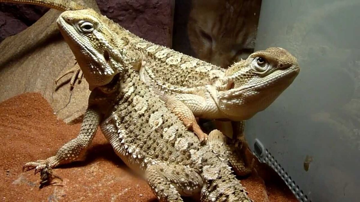 Pogona henrylawsoni