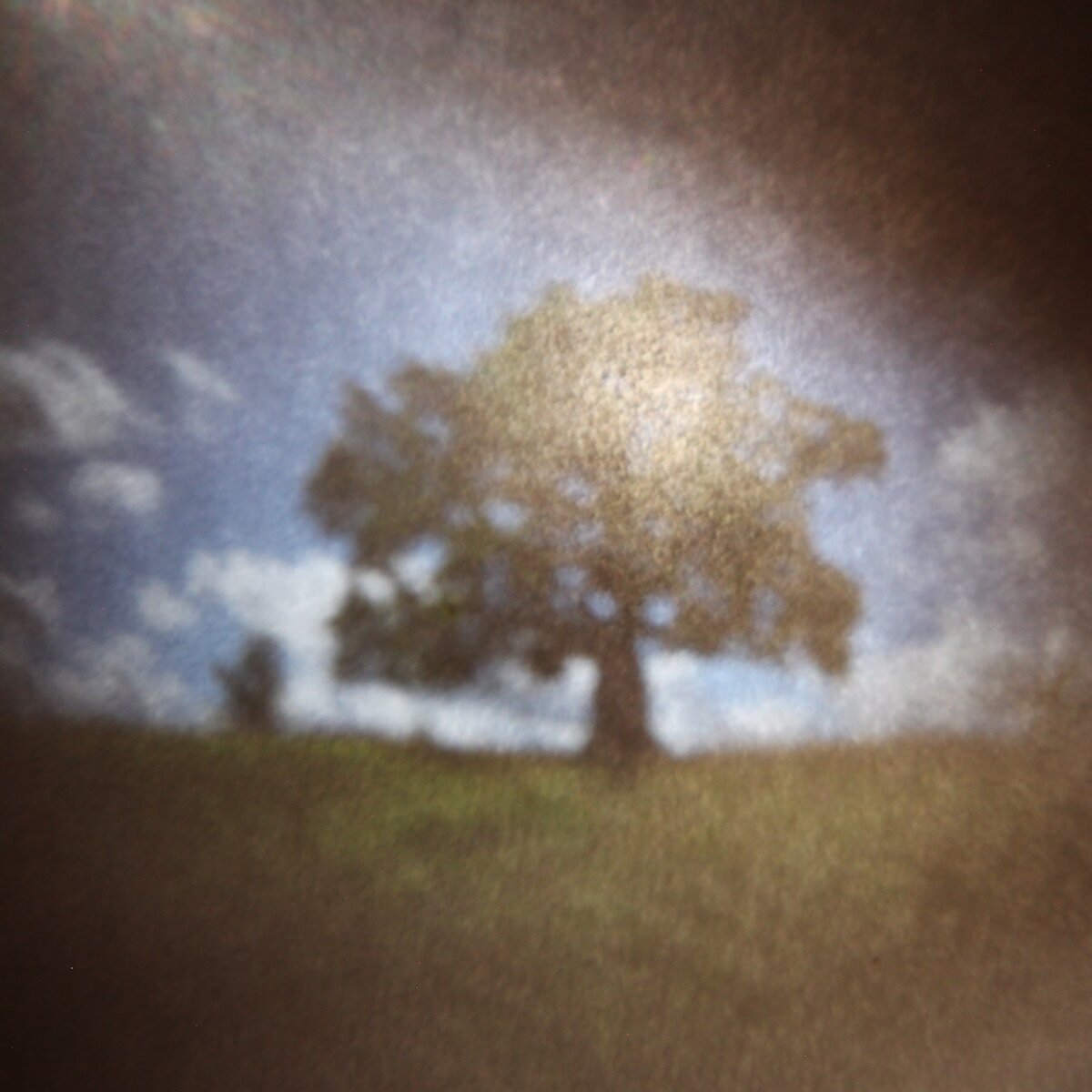 Дуб в деревне Ириновка (для съёмки использована картонная камера-обскура)