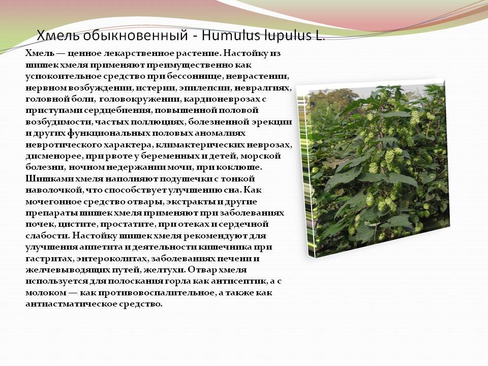 Описание хмеля