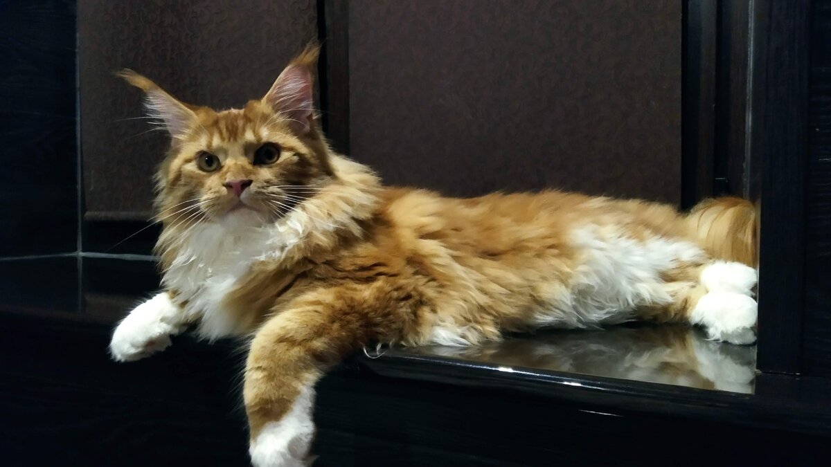 Мейн кун Стёпа.