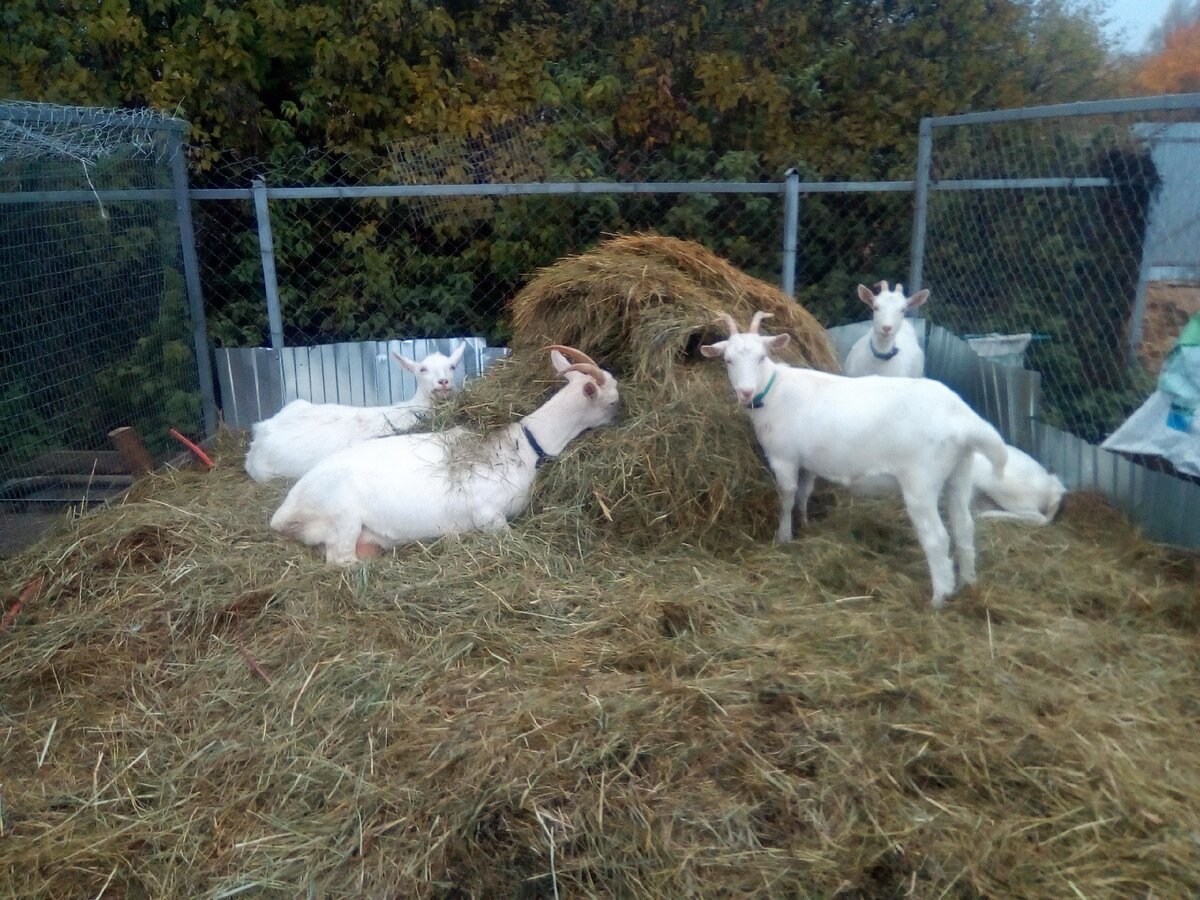 Козы Белка, Марта и сестрички Снежка и Нежка