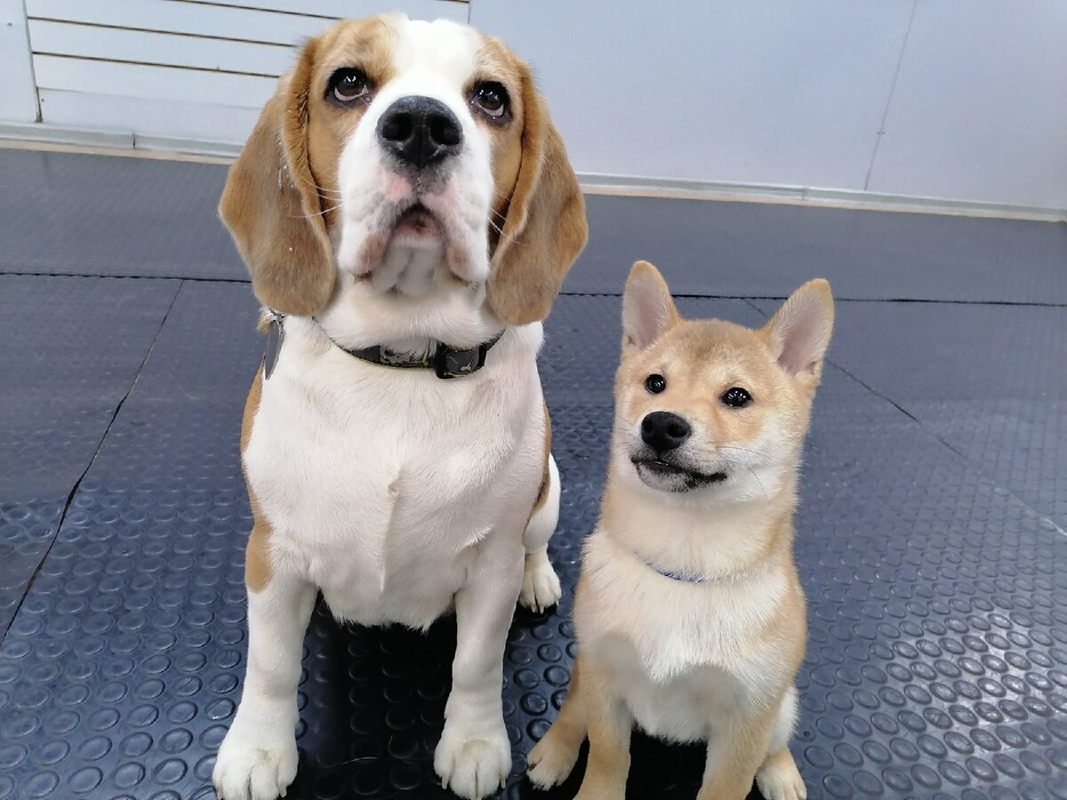 Воспитанники "детского сада" для собак Догги-центра