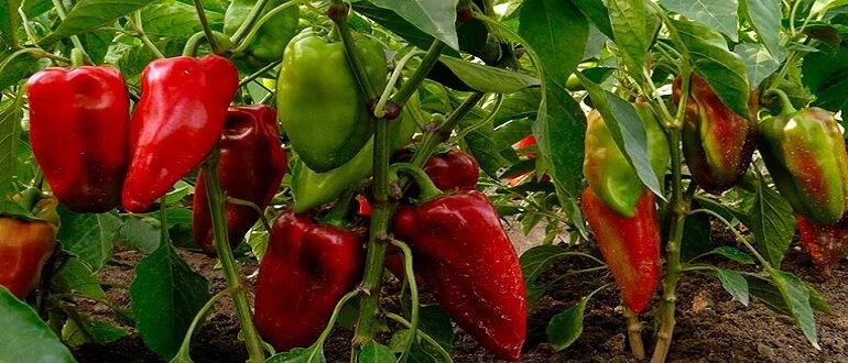 перец в теплице