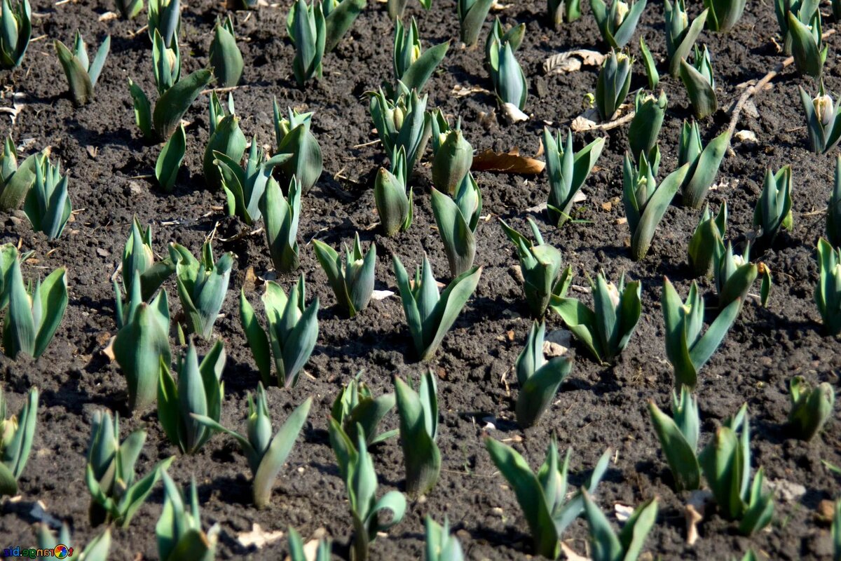 Появились всходы тюльпанов