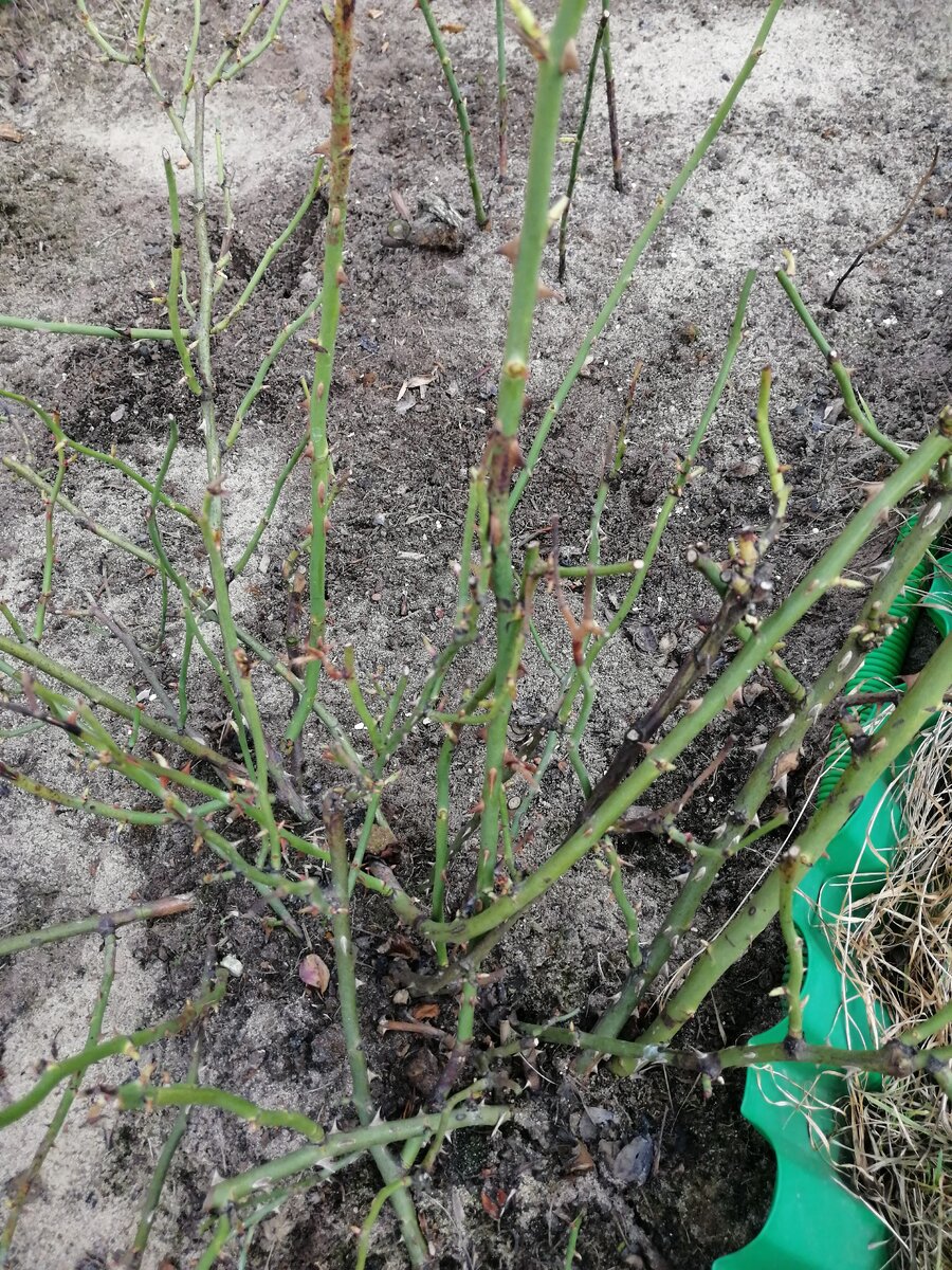 розы после зимовки 2020-2021