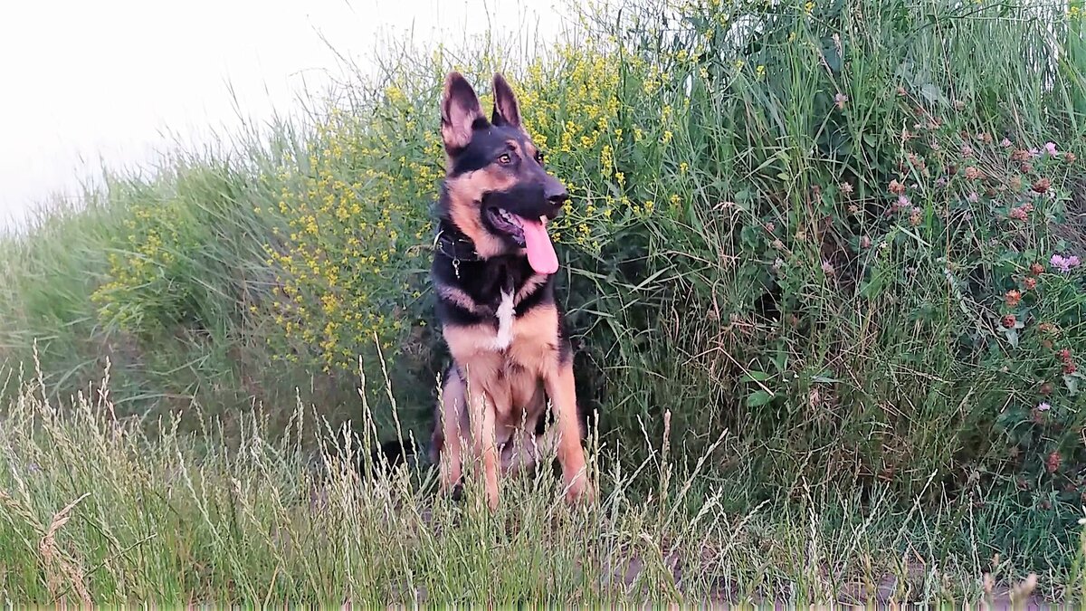 Кейси 8 месяцев июнь 2019