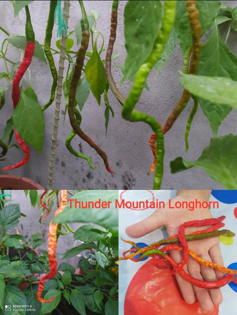 Моя мечта сбылась - появился в нашей коллекции острый перец Thunder Mountain Longhorn, искала его для перцовки. Очень хотелось поместить вместо змеи. Получилось не только красиво, но и вкус перцовки великолепный, нежный с неповторимым тонким ароматом