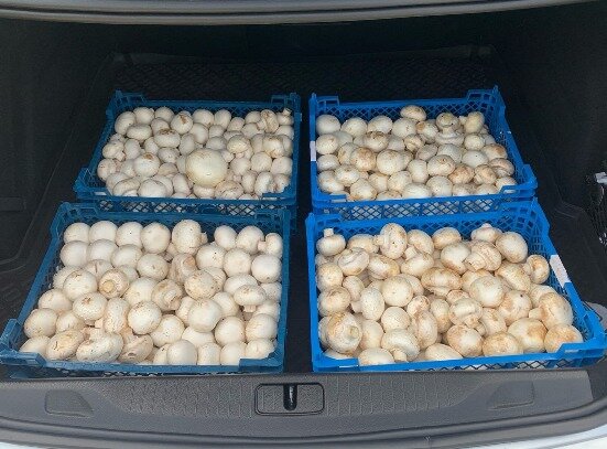 Грибочки с фермы