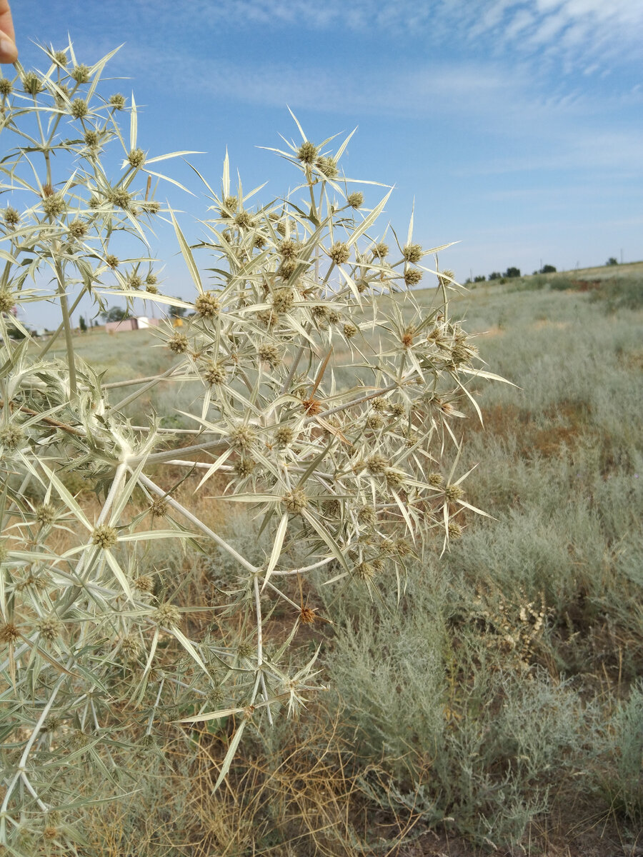 Степи Элиста