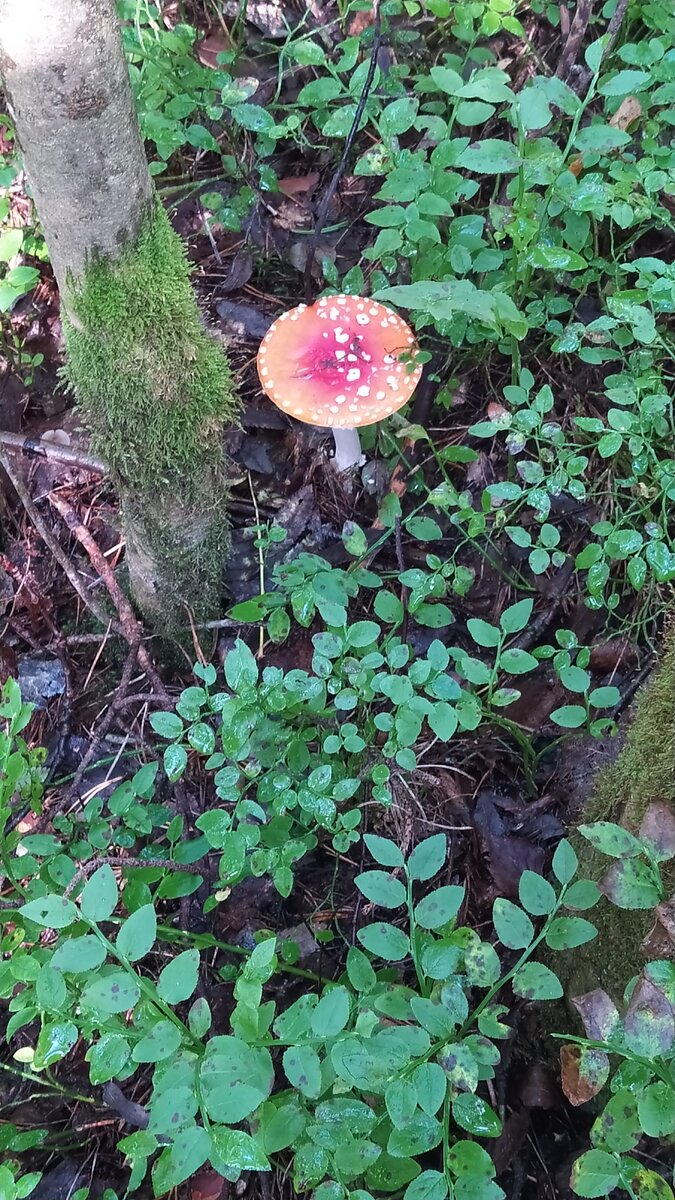 Раз грибок. 