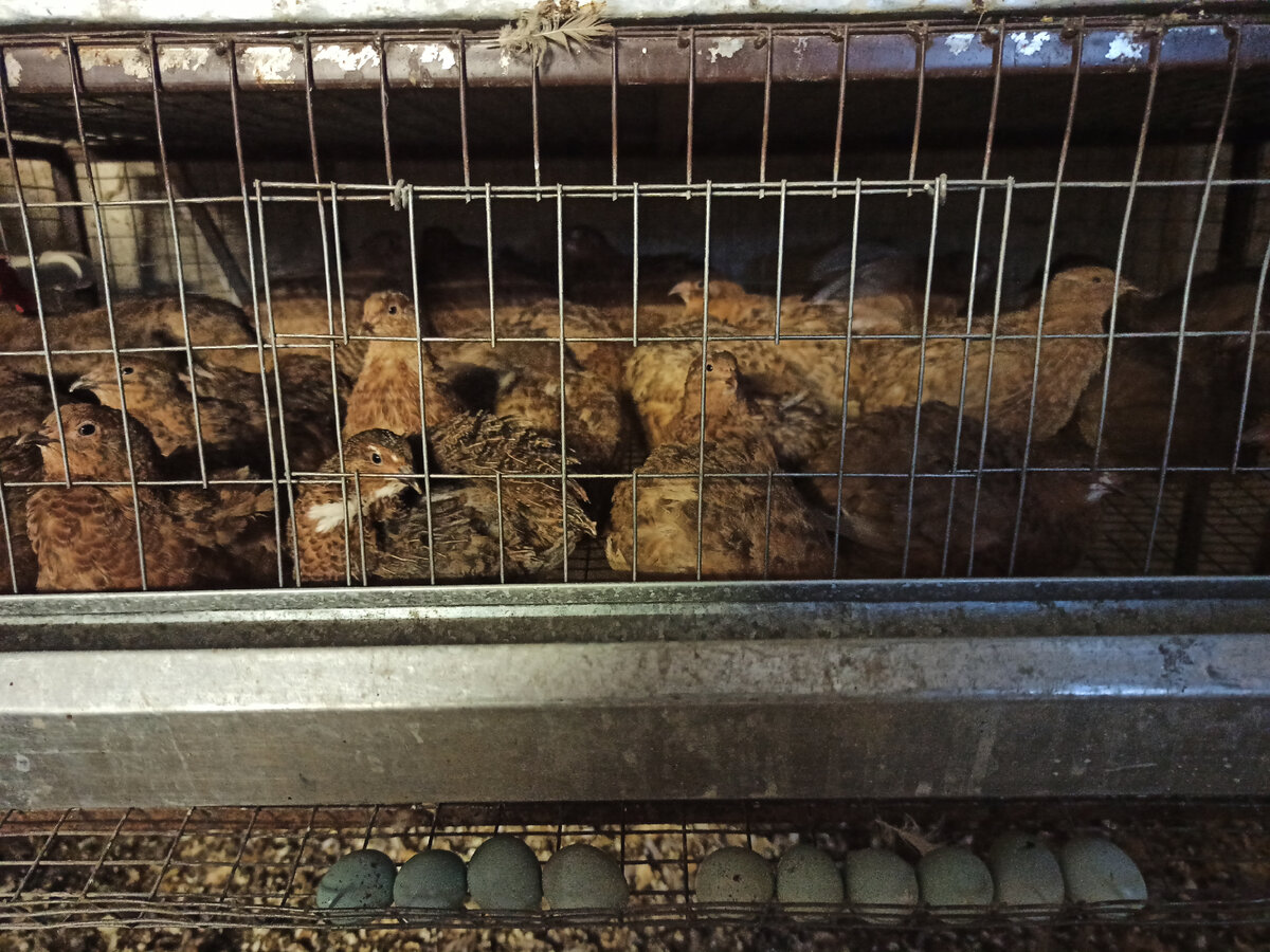 Перепела породы Селадон (целадон)