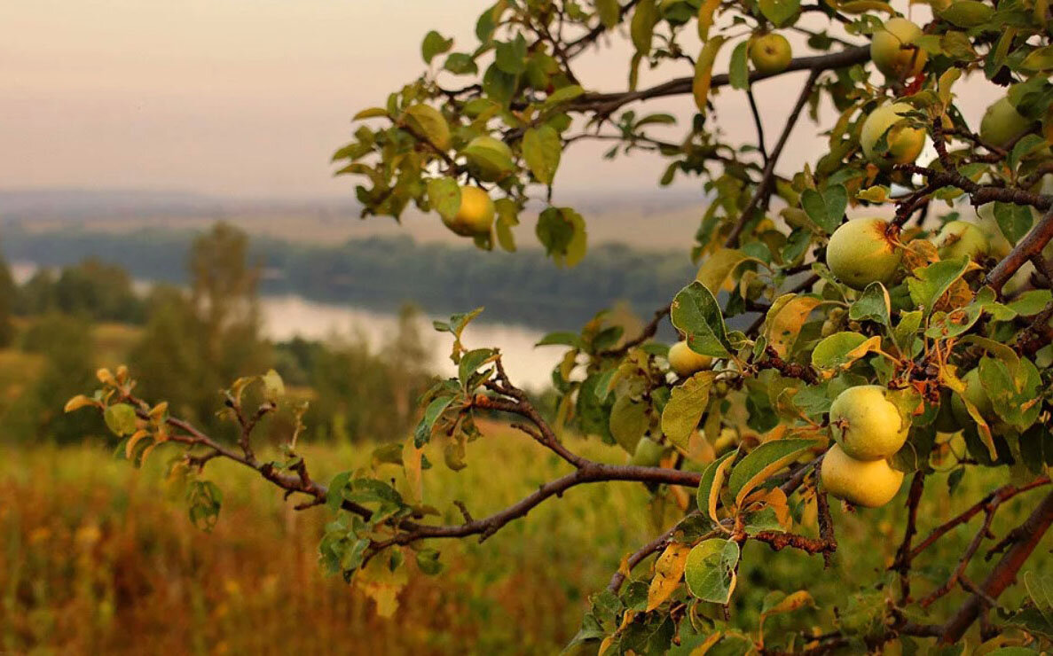 яблоня с плодами фото