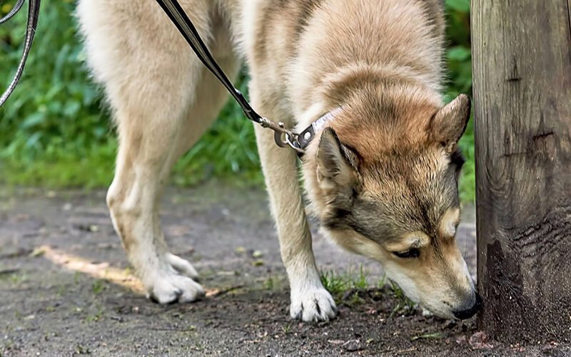 Что делать если у собаки запор, помощь в домашних условиях