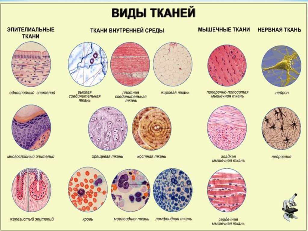 Ткани - разновидности