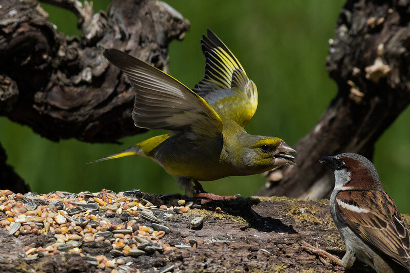 Типичная зеленушка - прогоняет домового воробья. Фото fra298 (flickr.com)