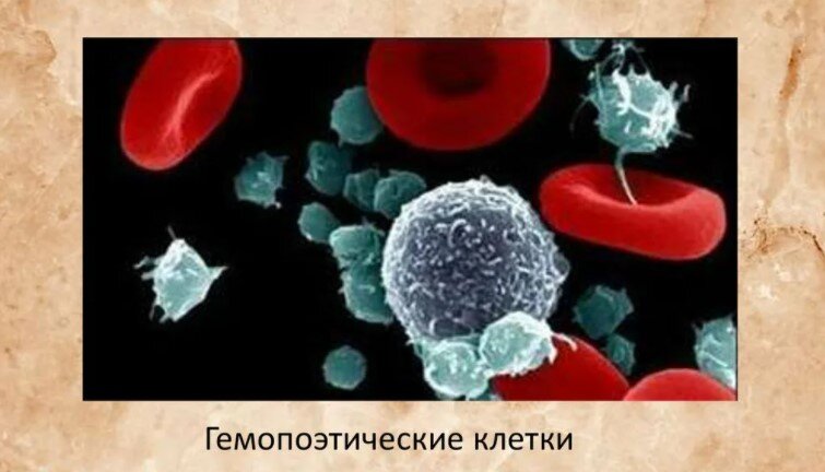 В чём заключается кроветворная функция опорно-двигательного аппарата. Гемопоэтические клетки.