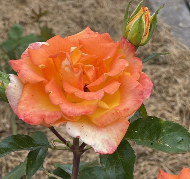 МОЖЕТ КТО УЗНАЕТ ЭТОТ СОРТ РОЗЫ?