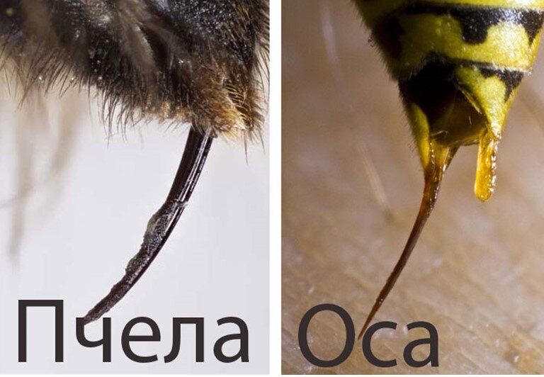 Пчела оставляет жало. Жало пчелы осы шмеля и шершня. Шмель пчела Оса Шершень жалит. Жало пчелы и осы разница. Различие пчел и ОС.