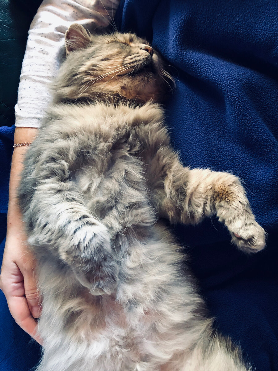 Мое первое испытание - три часа на коленках с Филей. Он мурлыкал без остановки и при этом спал без задние лап у меня на коленях.