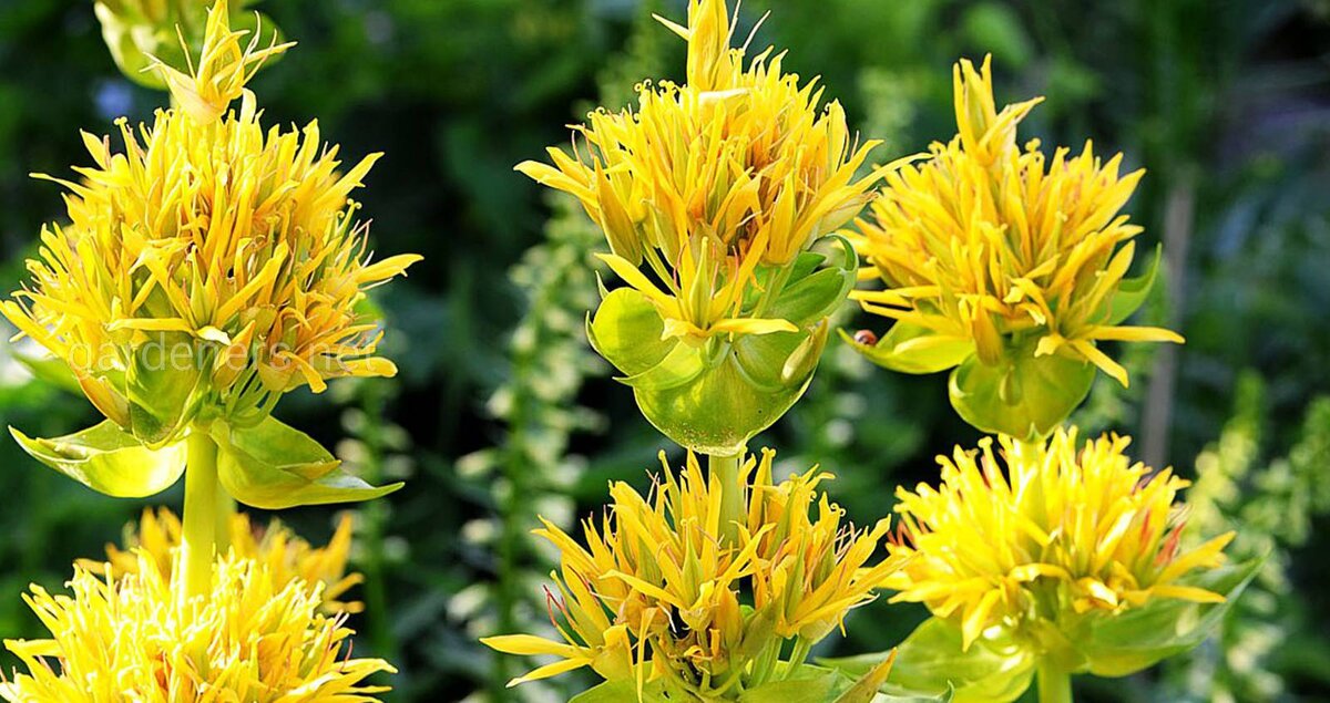 Горечавка желтая - Фото из открытого источника Яндекс