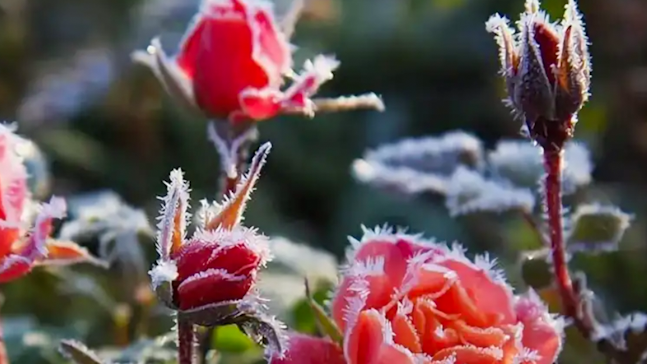 Розы спокойно переносят осенние заморозки 