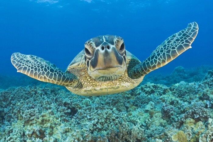Черепаха каретта https://www.michelangelo.com.tr/ru/caretta-caretta.asp