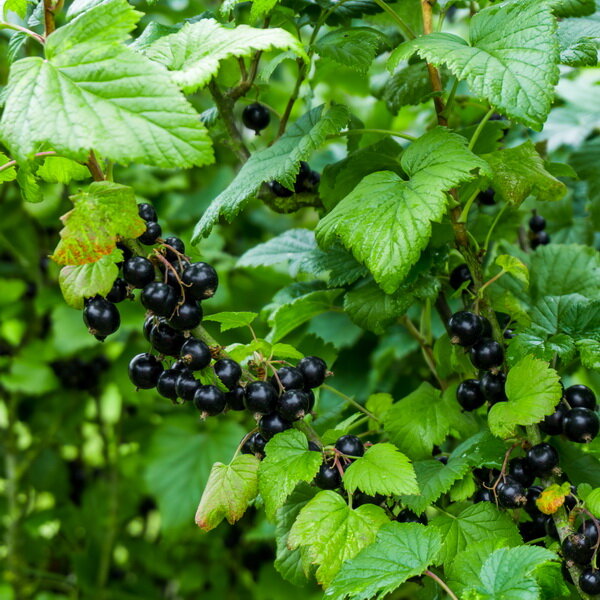 Как размножать смородину черенками