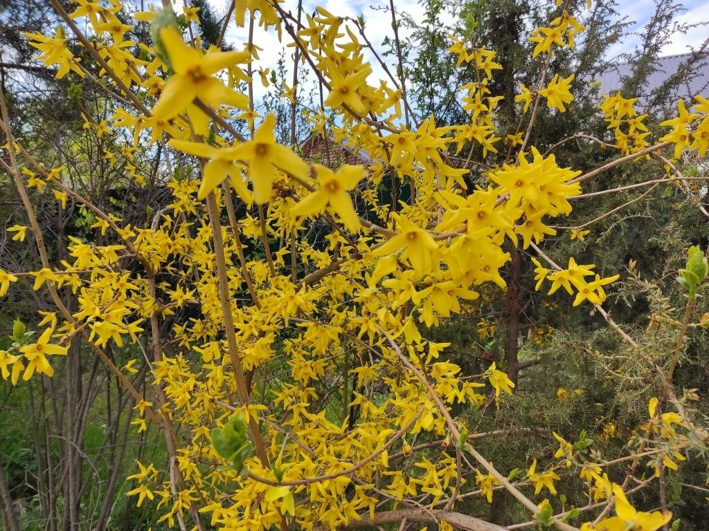 Почему не цветет форзиция а дает только. Форзиция листья. Форзиция не цветет. Почему не цветет форзиция а дает только. Почему не цветет форзиция а дает только.