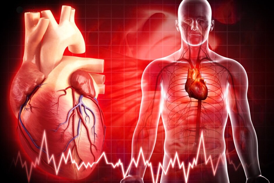 Тоня сердца. Сердечные тоны. The cardiovascular System обложка. Тони сердца.