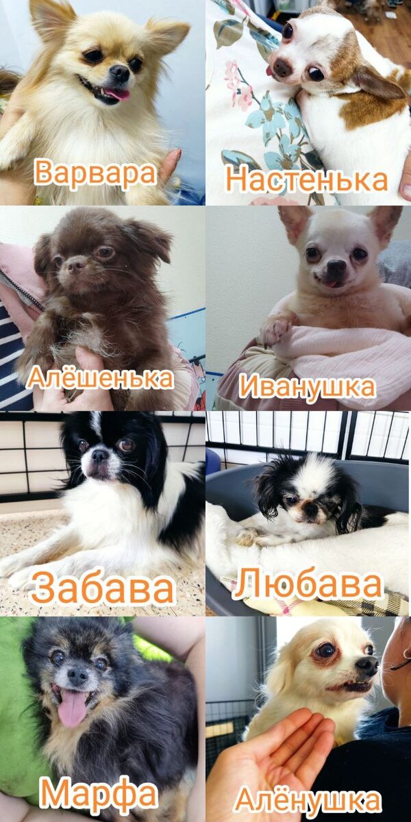 +8 Иванушка 🐶, Марфа🐶 , Алёнушка🐶, Настенька🐶, Варвара🐶, Алёшенька🐶, Любава🐶, Забава🐶