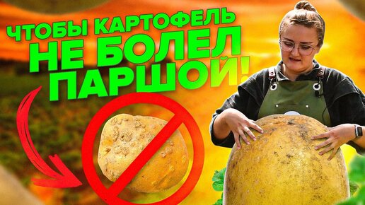 ПАРШИ КАРТОФЕЛЯ НЕ БУДЕТ, ЕСЛИ ОСЕНЬЮ СДЕЛАТЬ ТАК...