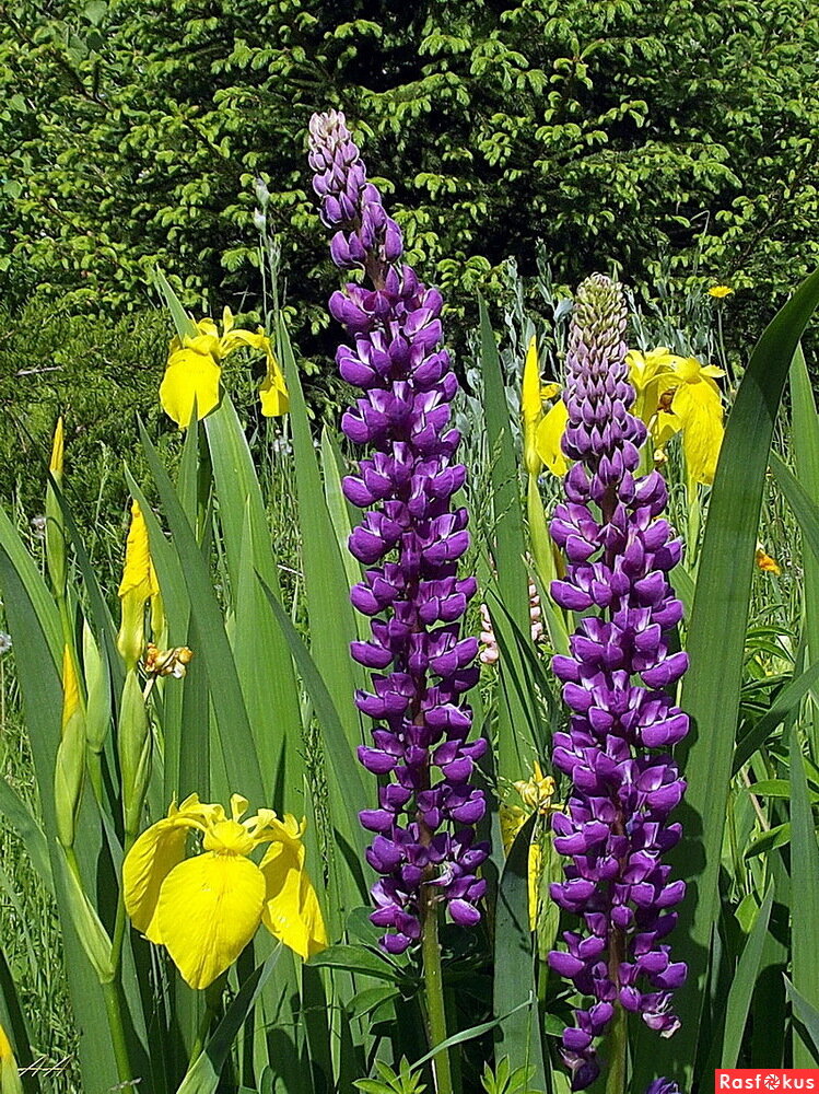 Ирис + Люпин