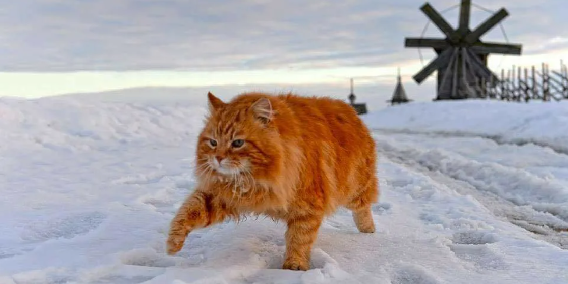 Пусть голодный. Кот песец на Шпицбергене. Кот Кеша со Шпицбергена. Единственный кот на Шпицбергене Кеша. Баренцбург кот Кеша.