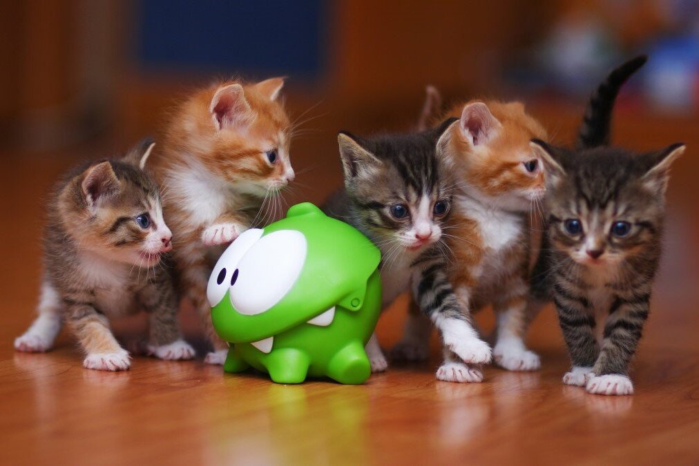 Смешные коты и кошки. Источник: funart-pro