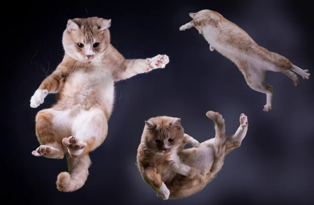 Кошка в прыжке