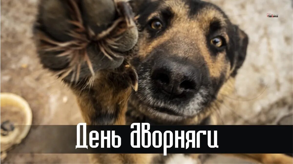 День дворняги. Иллюстрация: «Курьер.Среда»