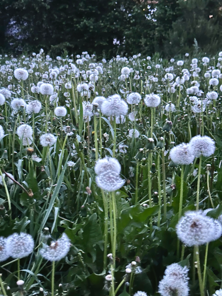 Фото сделано автором статьи