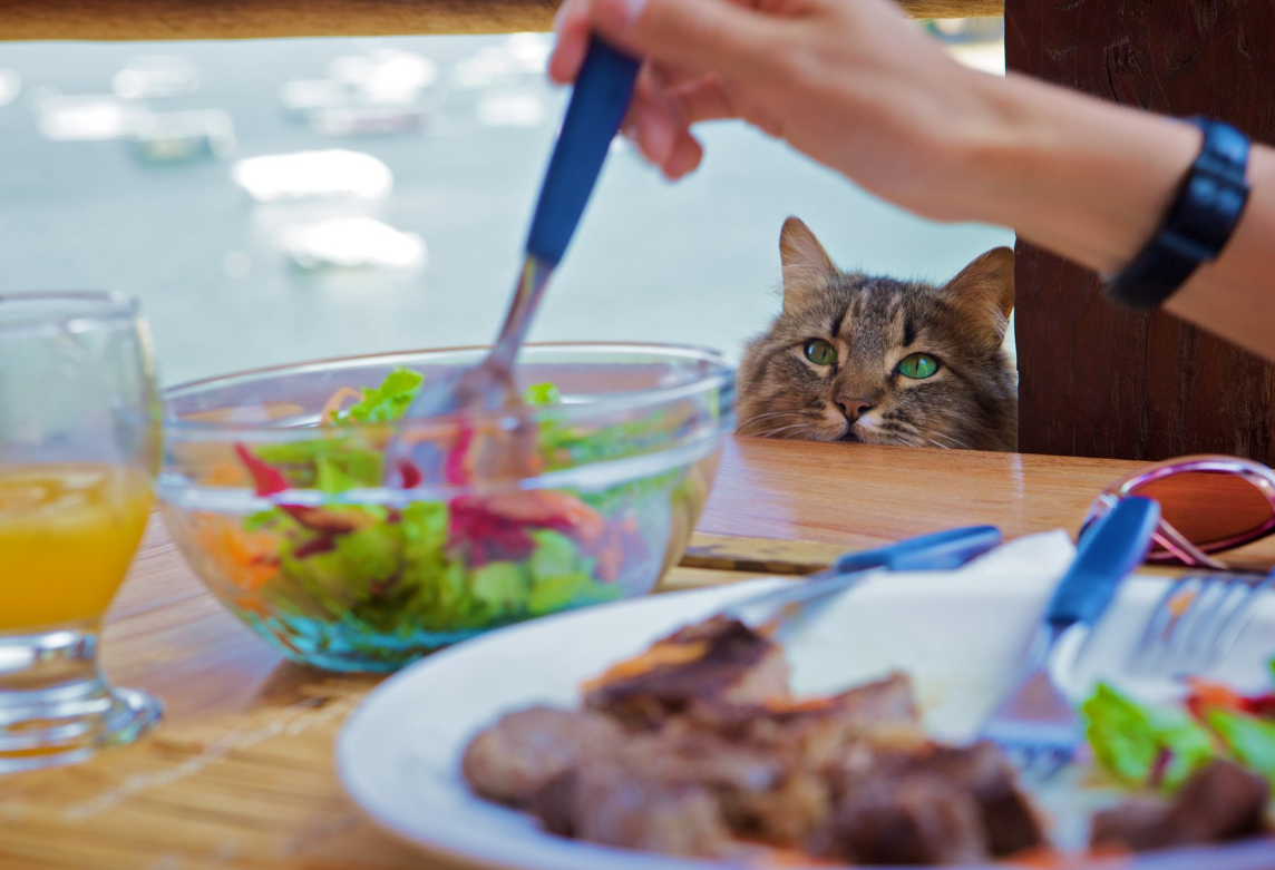 Украсть со стола. Кот вегетарианец. Кот тырит еду со стола пончик. Cats eat Stream. Как отучить кошку от сухого корма и приучить к домашней еде форум.
