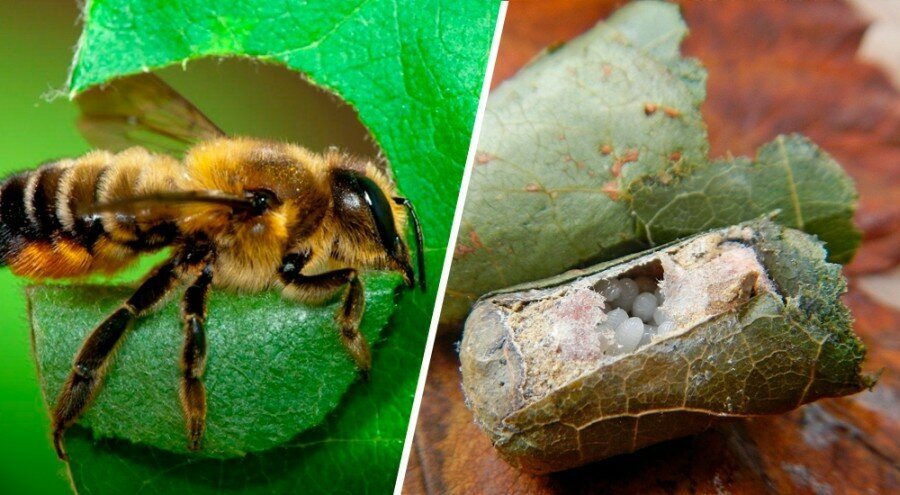 Гнездо пчелы листореза. Гнездо пчелы листореза. Люцерновая пчела-листорез. Пчела мегахила гнездо. Пчела листорез на розах.