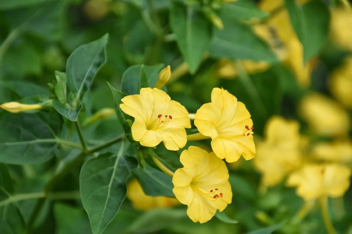 Мирабилис. Адлер в августе