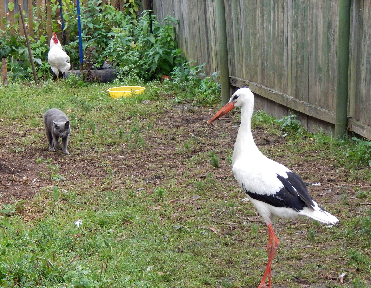 Мой Тошенька.