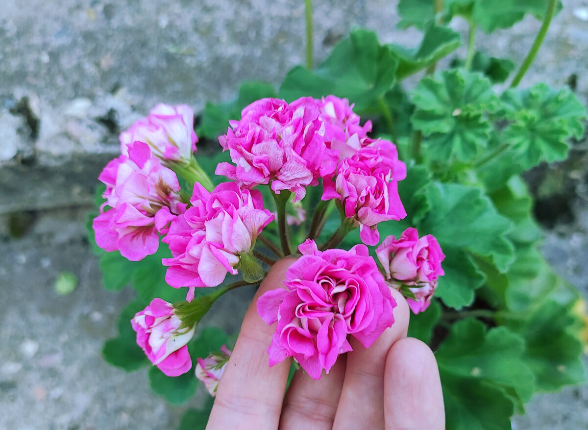 Размер распускающегося бутона. 