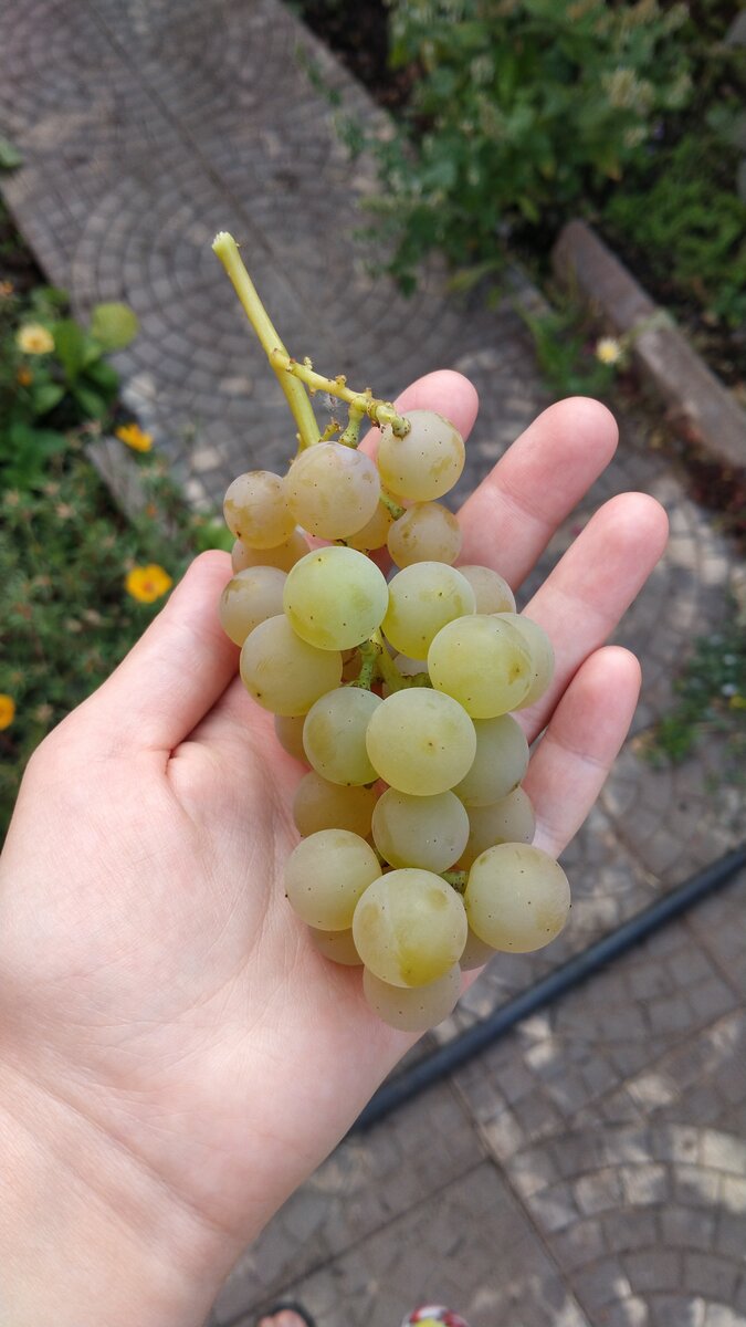 У папы созрел виноград. 