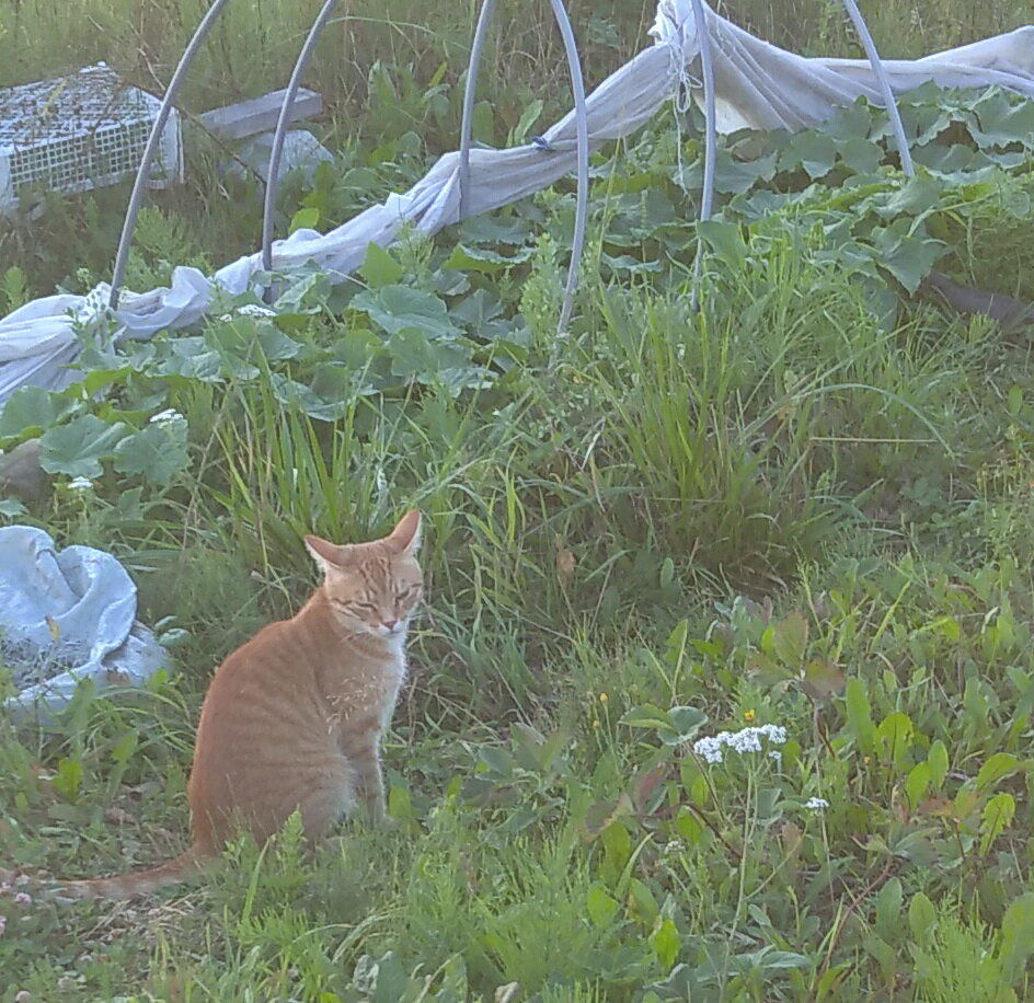 Личное  фото.