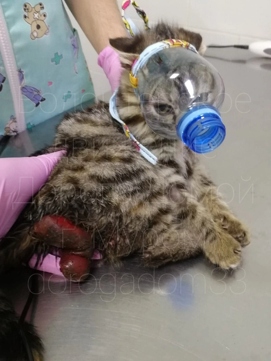 Нашли дикого и травмированного котенка, а получили шикарную кошечку😻 ...